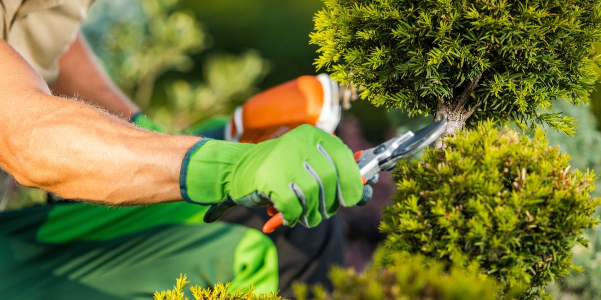 The Importance of Professional Tree Care for Healthy Properties